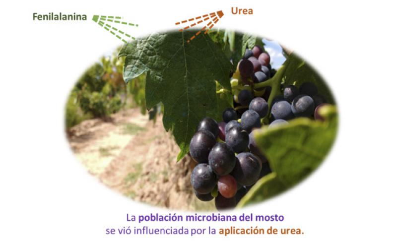 Phenylalanine and urea foliar application: effect on grape and must microbiota