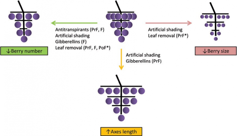 Tello, J. and Ibáñez, J. (2017) What do we know about grapevine bunch compactness? A state-of-the-art review. Australian Journal of Grape and Wine Research. doi:10.1111/ajgw.12310