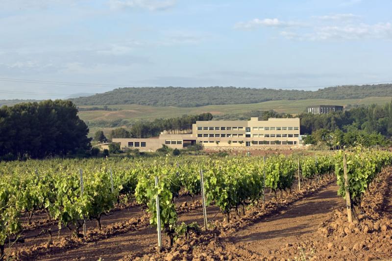 <p>El Instituto de Ciencias de la Vid y del Vino (ICVV) organiza para el próximo jueves, 27 de julio, un taller sobre Gestión de Enfermedades de la Madera y Flavescencia Dorada en La Rioja que está dirigido, especialmente, a viticultores y personal técnico de bodegas.</p>  <p>El taller, que se celebrará en las instalaciones de La Grajera (Logroño), abordará la problemática de ambas patologías desde un punto de vista técnico, centrándose en las prácticas de gestión más comunes o innovadoras identificadas en 