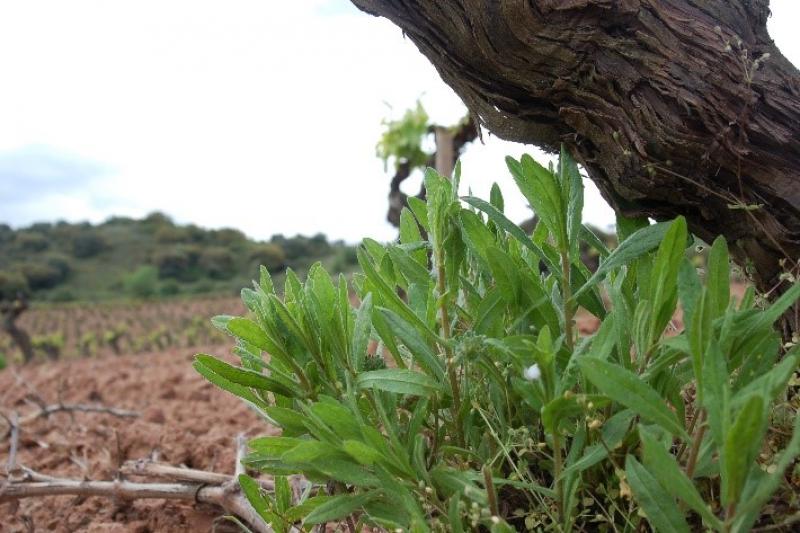 Fotografía