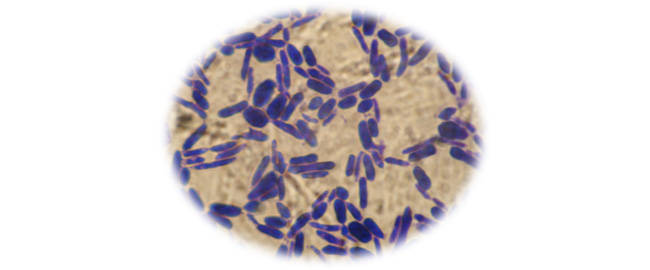 Comparación de presencia de Brettanomyces en vinos tintos jóvenes en dos vendimias consecutivas