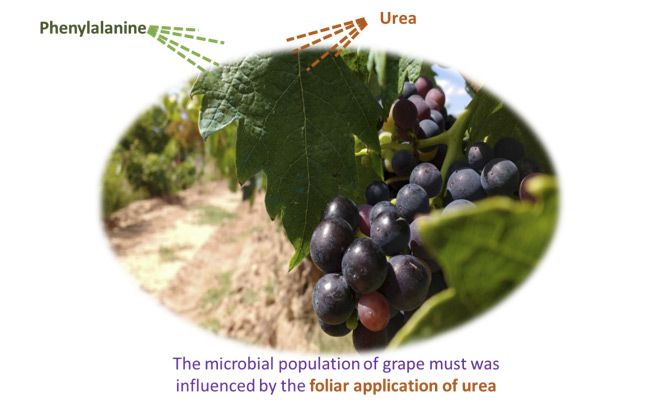 Phenylalanine and urea foliar application: effect on grape and must microbiota.
