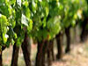 I Jornadas del Instituto de Ciencias de la Vid y del Vino